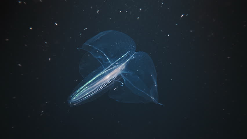 Ctenophora swims underwater in the night sea and shines with bioluminescence