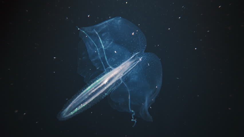 Ctenophora swims underwater in the night sea and shines with bioluminescence