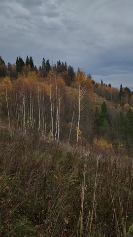 Autumn mountain forest with birch and conifer trees on a hillside, dry grass in the foreground, and distant settlement under cloudy sky. Natural landscape photographed in Slavsko, Lviv region, Ukraine.