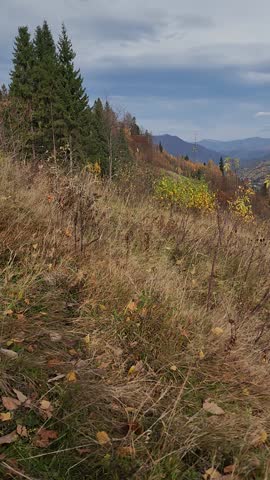 Autumn mountain forest with birch and conifer trees on a hillside, dry grass in the foreground, and distant settlement under cloudy sky. Natural landscape photographed in Slavsko, Lviv region, Ukraine.