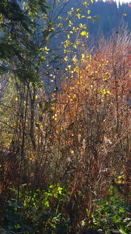 Autumn forest shrubs with yellow and orange foliage on a mountain hillside, surrounded by woodland and sunlight. Seasonal natural landscape photographed in Slavsko, Lviv region, Ukraine.