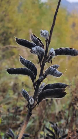 Close up photo of dried wild plant seed pods on an autumn hillside with soft blurred landscape in the background. Natural seasonal scenery photographed in Slavsko, Lviv region, Ukraine.