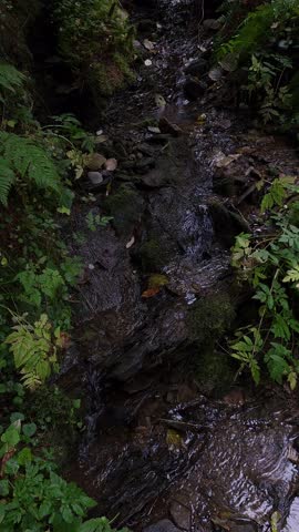 Vertical video footage of a clear mountain stream flowing over dark rocks and moss in a lush autumn forest in Slavsko Lviv region Ukraine.
