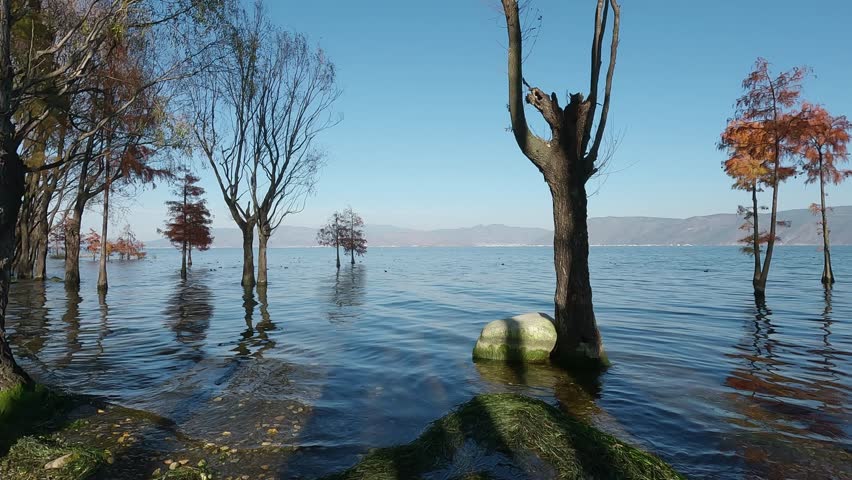 Bare autumn trees rise from a calm lake with gentle ripples and distant mountains, creating a peaceful and atmospheric natural landscape.