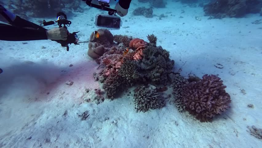 Scuba divers are photographing clownfishes with professional photography equipments at the bottom of the Red Sea