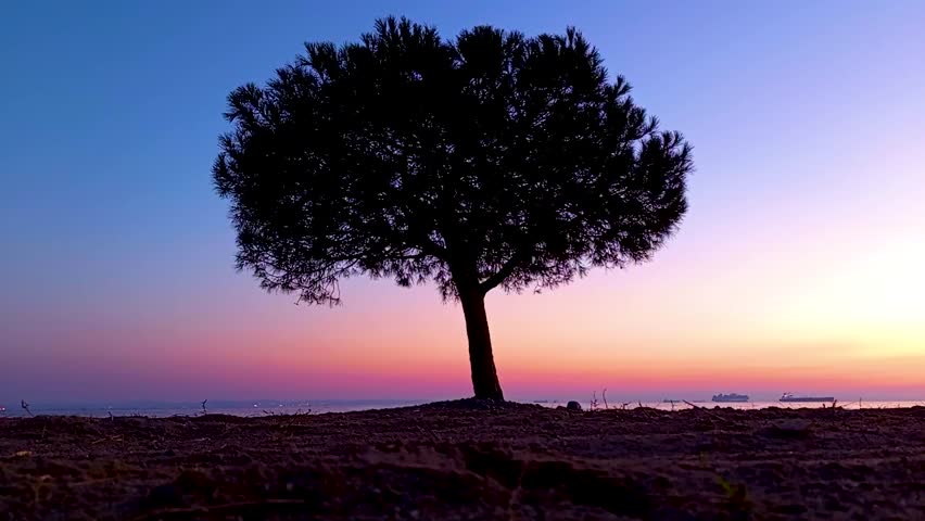 A breathtaking sunset view from the shores of Sarkoy, Turkey, featuring the sharp silhouette of a lone pine tree against a vibrant twilight sky. The video captures the stunning natural gradient of the horizon, transitioning from a soft golden orange to a deep purple and blue. In the far distance, the calm waters of the Marmara Sea meet the sky, with the faint outlines of cargo ships moving along the horizon, adding a sense of scale and tranquility to the scene.
This high-quality footage is ideal for projects emphasizing solitude, peace, environmental beauty, and reflection. The minimalist composition with the dark foreground and centered tree makes it perfect for use as a background for inspirational quotes, wellness content, travel documentaries, or cinematic opening shots. The steady, calm atmosphere of the Turkish coastline during the "golden hour" provides a professional aesthetic for any creative media project. Whether you are showcasing the natural wonders of the Thrace region or simply need a universal symbol of endurance and serenity, this sunset clip delivers a high-impact visual experience.