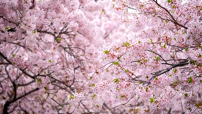 Beautiful pink Cherry Blossom flowers blooming in spring. Close up of Sakura tree branches swaying in the wind