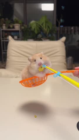 Cute Hamster Sitting in Small Basket Indoors