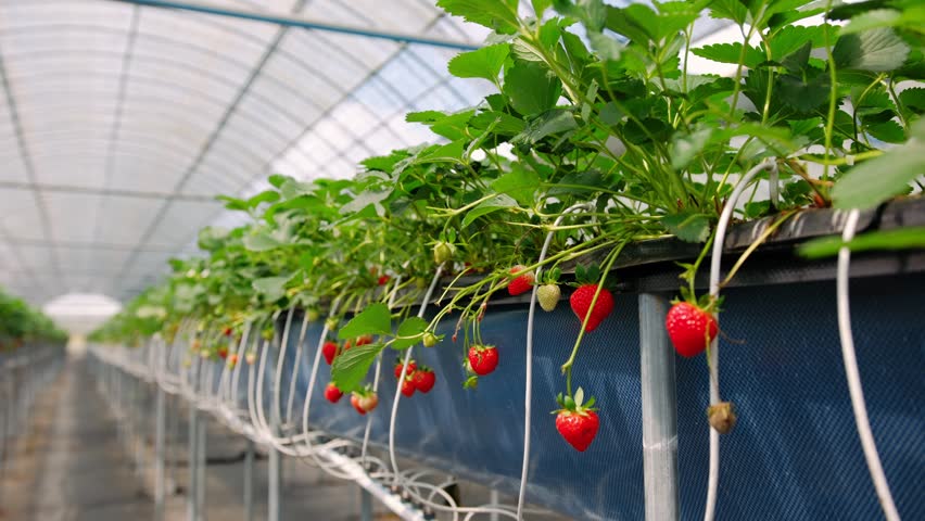 Strawberry plants growing in a modern greenhouse. Fresh, ripe, red fruits hanging from the bushes ready for harvesting, Cambodia