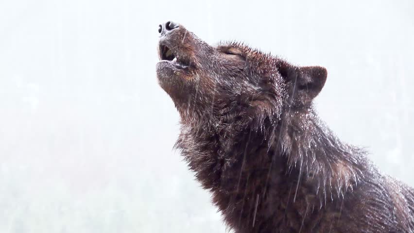 Portrait Howling wolf winter isolated on a white screen, slow motion