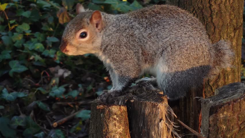 Squirrel eating peanut on tree stump in Sussex Woods