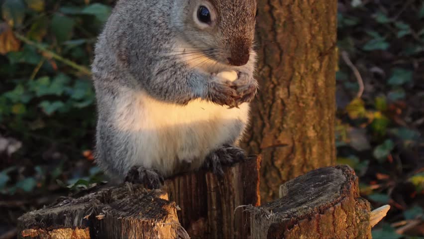 Squirrel eating peanut on tree stump in Sussex Woods