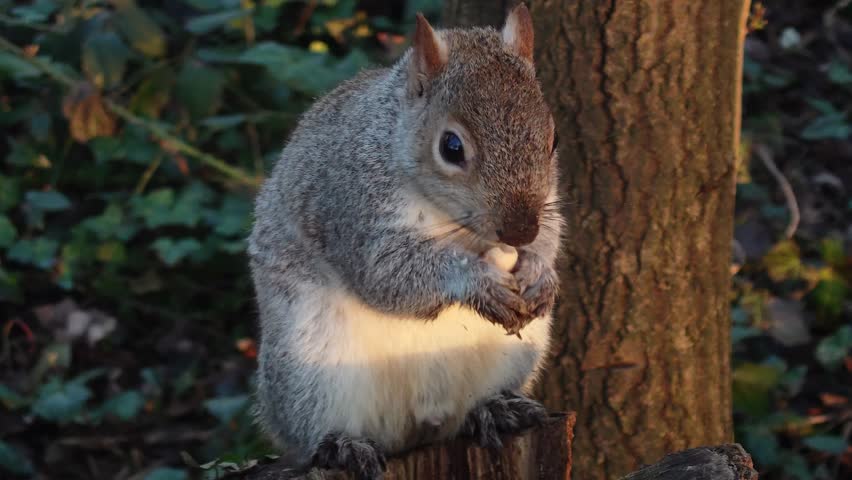Squirrel eating peanut on tree stump in Sussex Woods