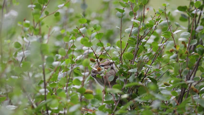 A chipmunk sits on a branch and eats honeysuckle berries.