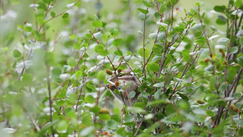 A chipmunk sits on a branch and eats honeysuckle berries.