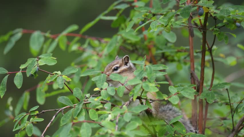 A chipmunk sits on a branch and eats honeysuckle berries.