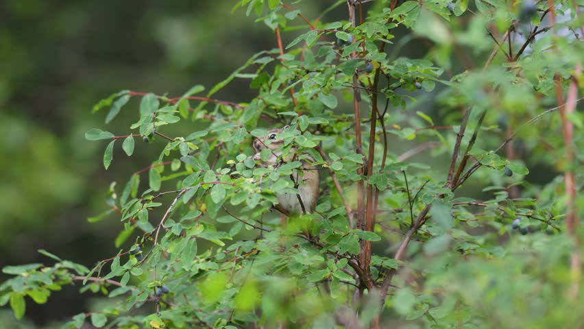 A chipmunk sits on a branch and eats honeysuckle berries.