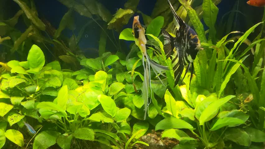 Black-n-white striped and golden marbled veiltail Angelfish (Pterophyllum scalare), fast moving Danio and red Platies in a freshwater planted community aquarium