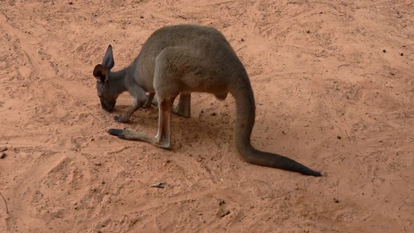 A single kangaroo positioned in a profile view on sandy ground
