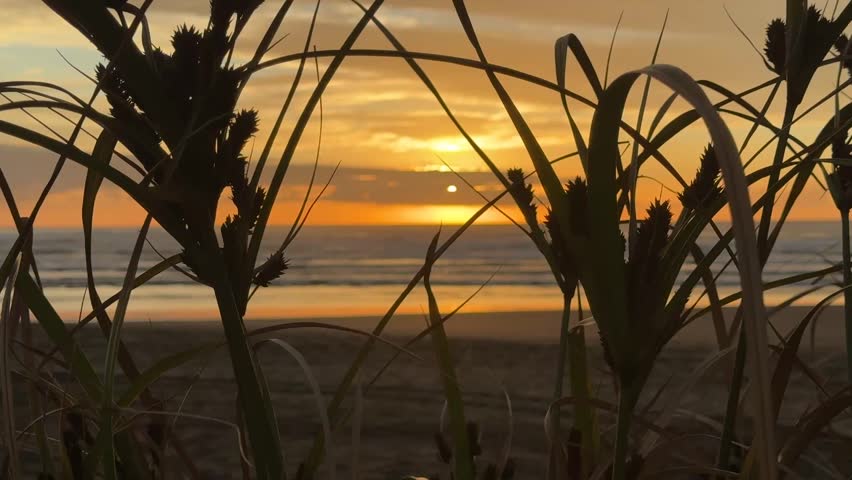 Sunset on a beach with an orange sky and reed grasses in the foreground