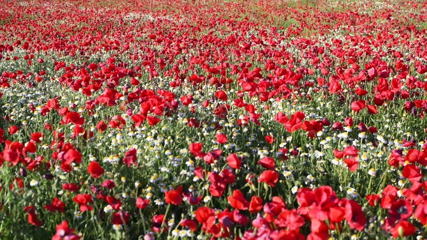 Floral Spring Landscape Red Poppy Flowers