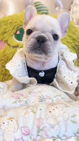 Adorable Cream French Bulldog Puppy Wearing Cute Lace Outfit Sitting on Cushion. 