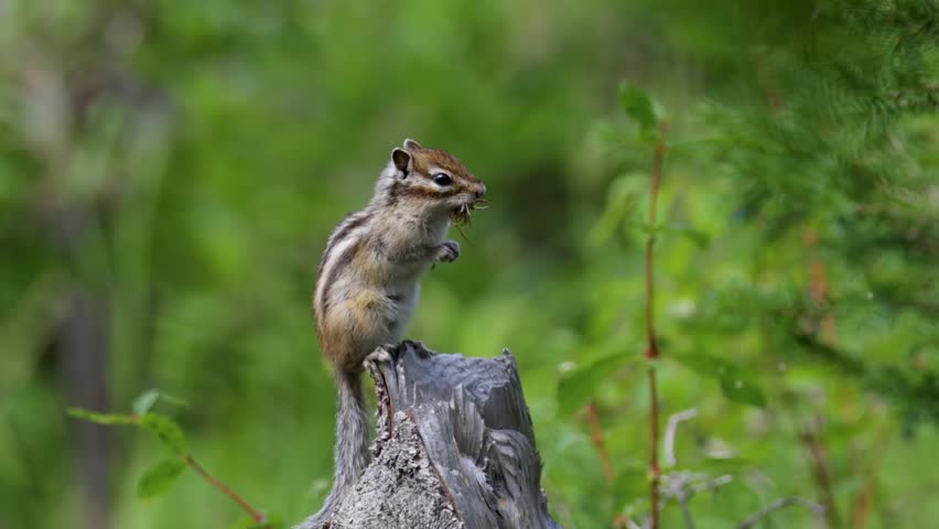 Chipmunk sits on a log close up. Russia, Altay