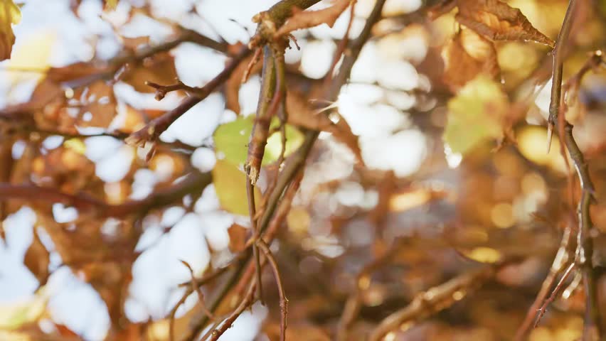 Golden autumn leaves with warm sunlight bokeh