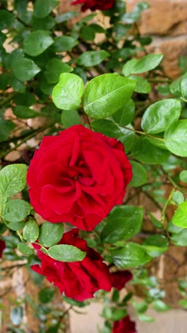 Closed up a large bush of red roses blooming against the background of cottage house.