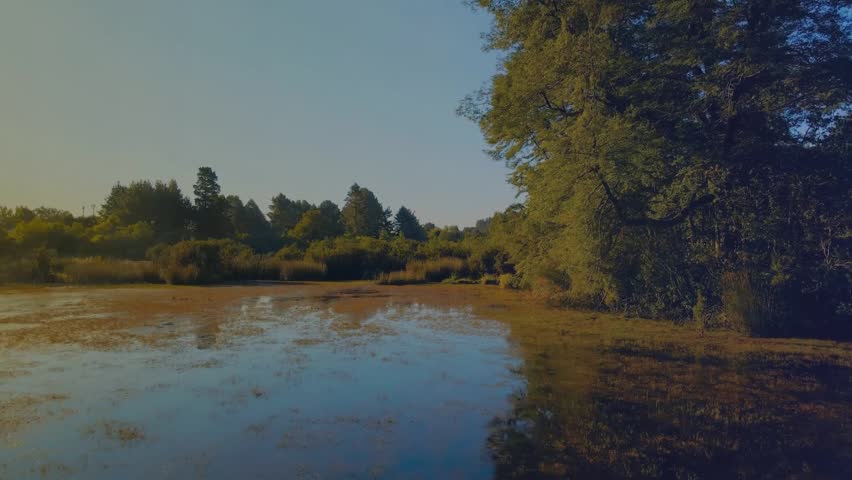 Peaceful Lakeside Landscape with Lush Green Trees and Calm Water at Sunset