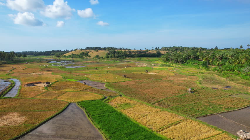 Aerial drone footage of a well grown rice paddies area in Sabu island, Indonesia, showing yellow and dark green fields, with flags and farmer huts, in a blue sky atmosphere, hills in the background