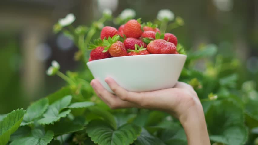 Baby child boy teenager toddler holding bowl with strawberries. Close up of healthy fruit snack. Fresh harvest, full of vitamins, tasty natural food, symbol of organic farming and rural lifestyle.