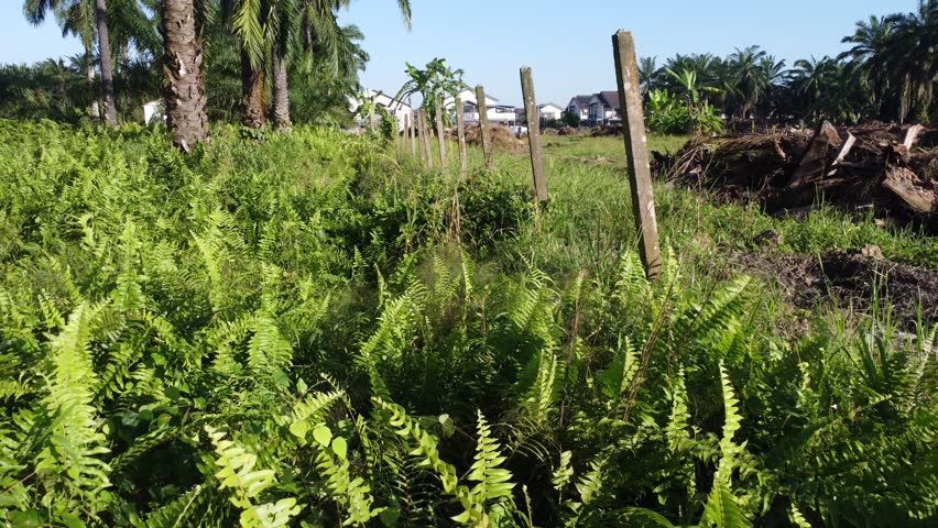 aerial scene of bushy wild vegetation in the palm oil plantation 