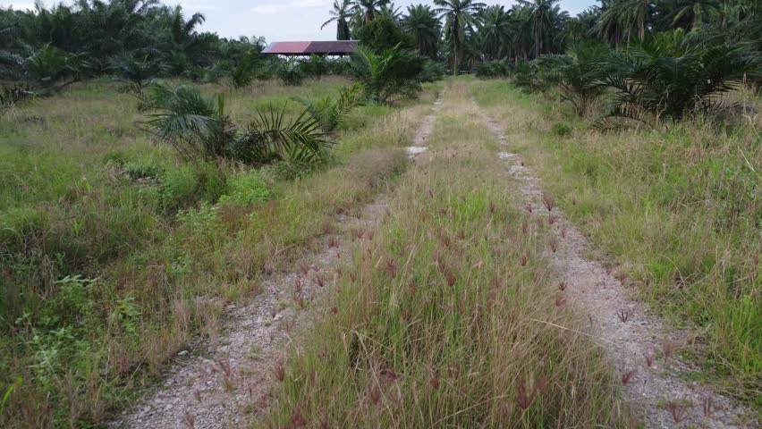 aerial scene of the rural isolated dirt pathway into the plantation.