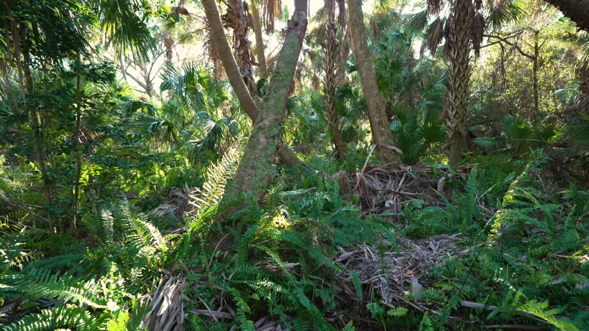 Florida subtropical jungles with green palm trees and wild vegetation in southern USA. Dense rainforest ecosystem