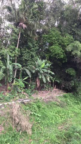 The flowing river with clear water and green plants growing abundantly around it