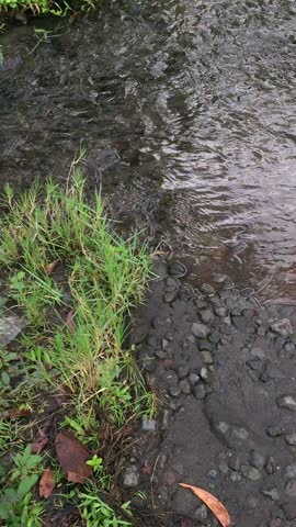 The flowing river with clear water and green plants growing abundantly around it