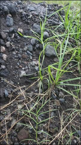 The green wild grass that grows abundantly on rocky soil