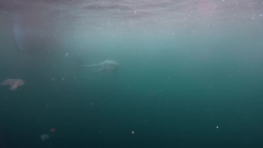 Great White Shark Turning Quickly Underwater