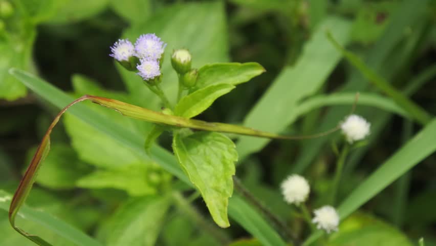 The medicinal plants of the wiyang, jonghe, lilac tasselflower, cupid