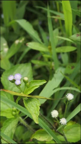 The medicinal plants of the wiyang, jonghe, lilac tasselflower, cupid