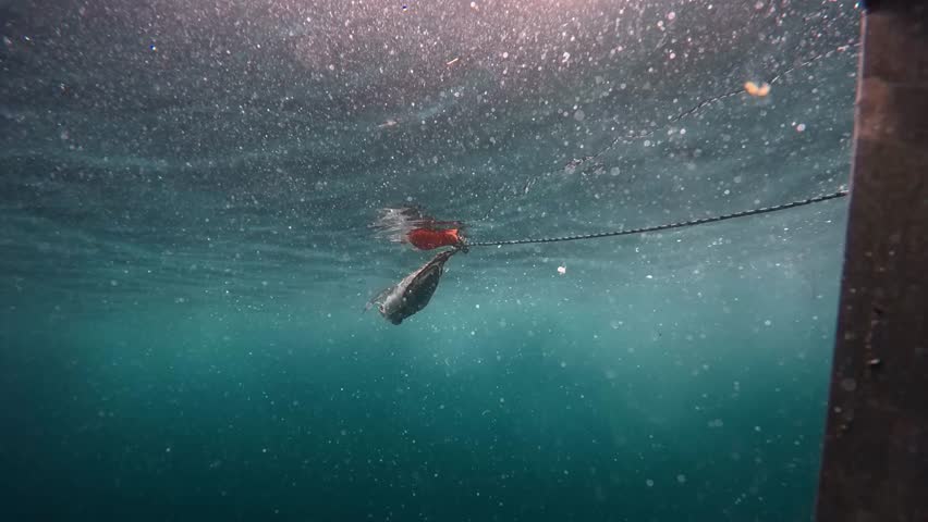 Great White Shark Snatching Bait