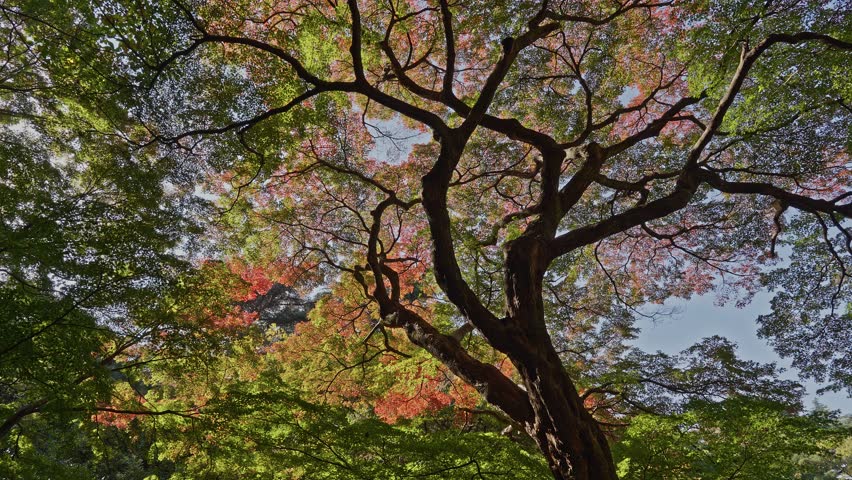 Sunlight glowing through the branches and changing leaves of a maple tree canopy in a park or forest setting.