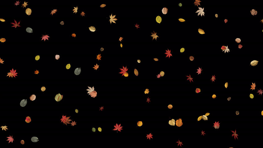 Flowing autumn leaves animation creating a warm and atmospheric seasonal background.
Colorful fall leaves gently move across the frame with smooth natural motion.
Ideal for autumn visuals, nature backgrounds, seasonal designs, motion graphics, and cinematic scenes.