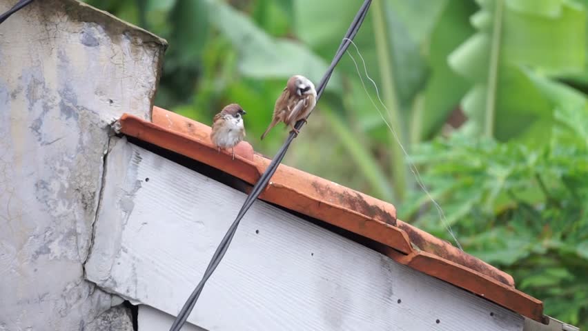 Two Eurasian Tree Sparrows (Passer montanus) perching and interacting on an electrical wire.