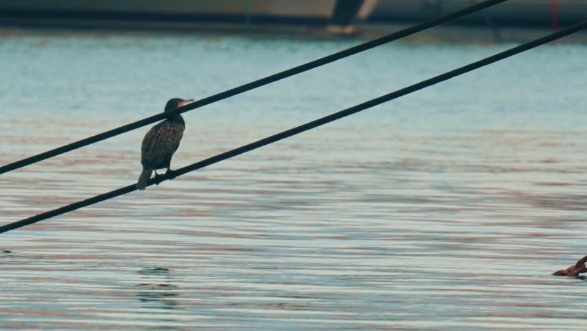 A seabird perched on taut ropes above calm harbor water