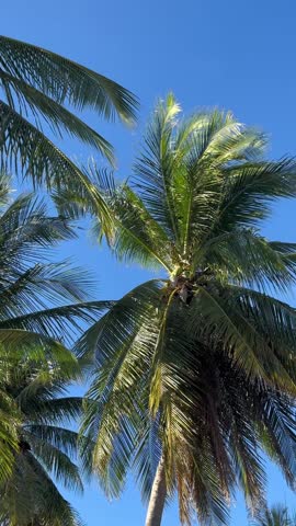 Coconut palm tree Cocos nucifera tropical clear blue skyline vertical video
