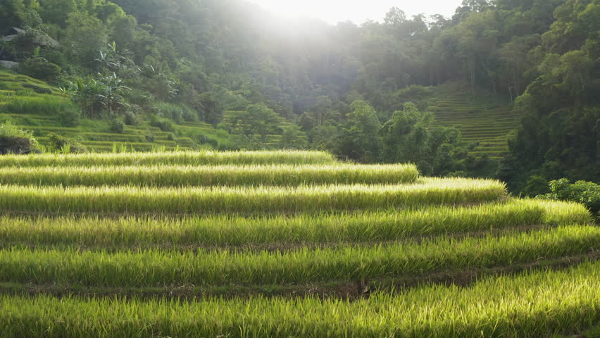 Drone fly close to rice field terraces plantation in Muong Hoa Valley (Thung lũng Mường Hoa) stunning valley near Sapa in Lào Cai Province, Vietnam