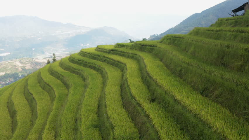 Lush terraced fields in Sa Pa