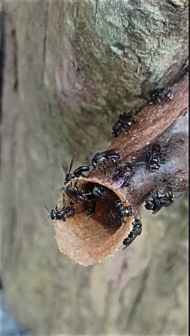 Close-up video of stingless bees actively moving and guarding their nest entrance on a tree trunk in a natural outdoor environment. This macro nature footage highlights teamwork, protection, and insect activity, making it ideal for backgrounds, environmental themes, sustainability concepts, wildlife visuals, and organic or eco-friendly projects.